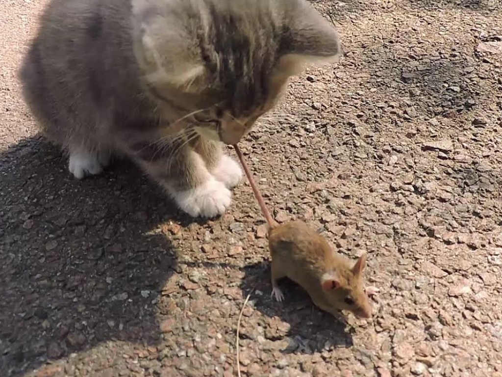 Смешное видео из Сети: Кот и мышь увидели друг друга и решили познакомиться (ВИДЕО)