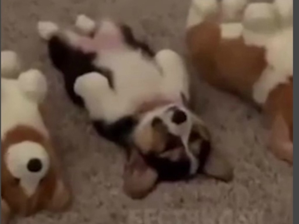 Смешной ролик из Сети: хитрый щенок замаскировался среди игрушек (ФОТО, ВИДЕО)