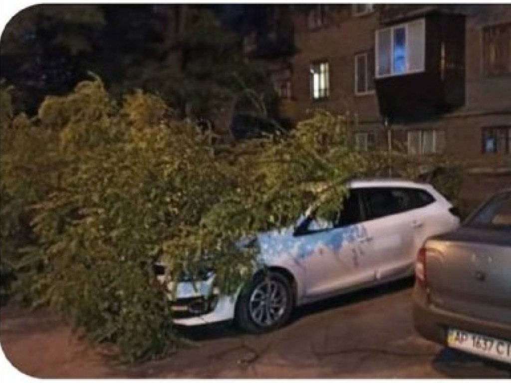 В Запорожье на авто рухнуло огромное дерево (ФОТО)