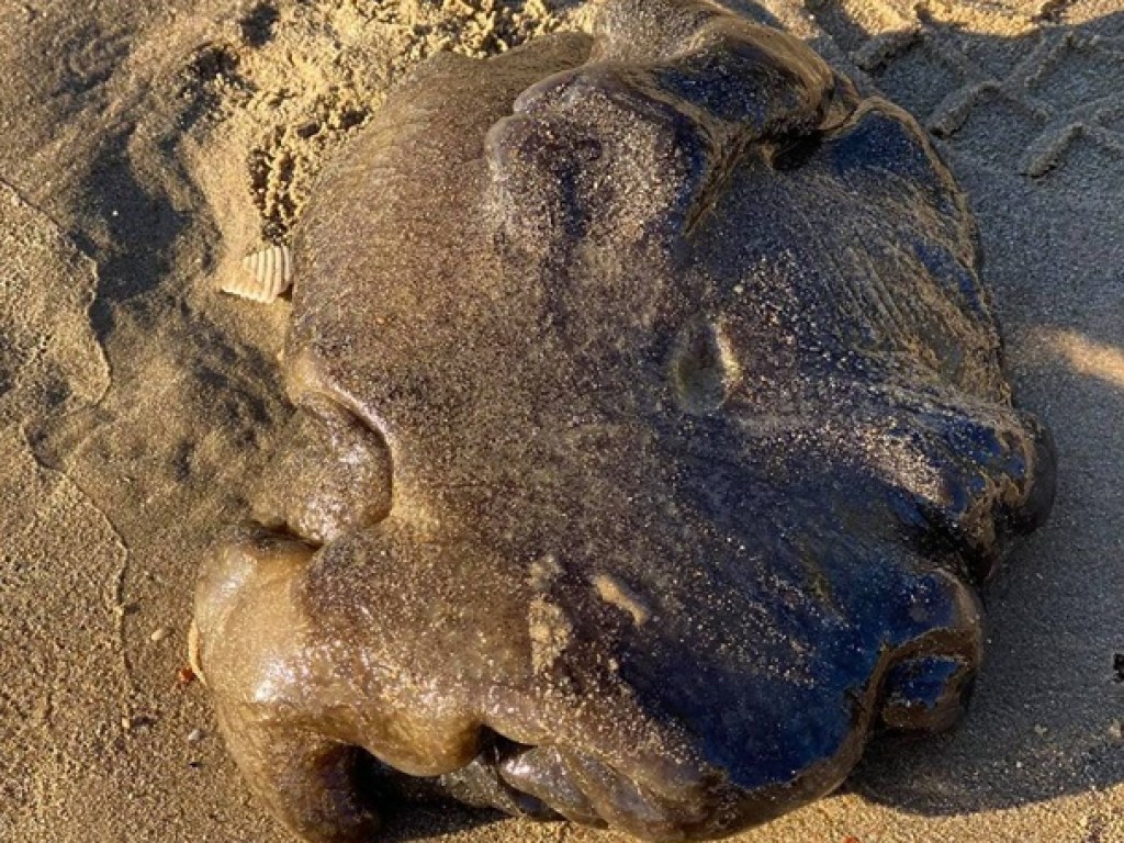 Австралийка нашла на пляже загадочное бесформенное существо (ФОТО)