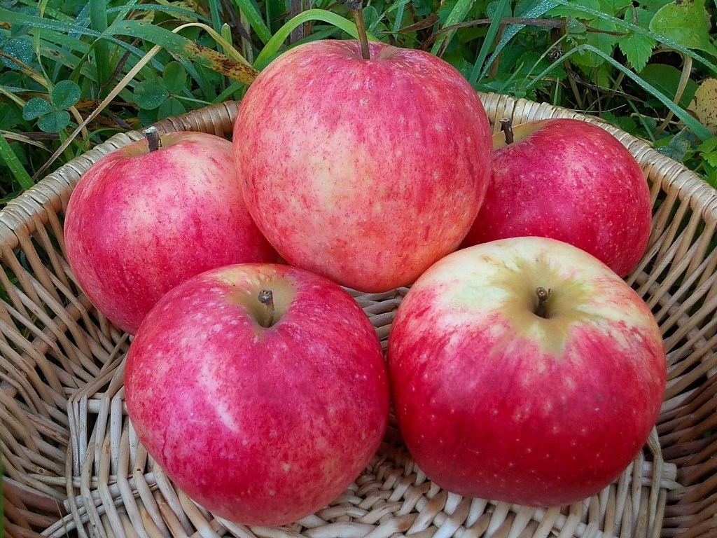До конца 2020 года в Украине цена на яблоки может снизиться в случае большого урожая &#8212; предприниматель