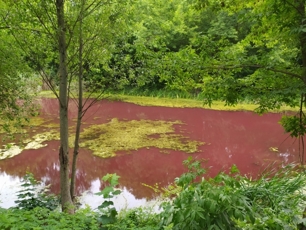 «Не могут найти объяснение»: вода в Графском парке Нежина окрасилась в розовый цвет (ФОТО)