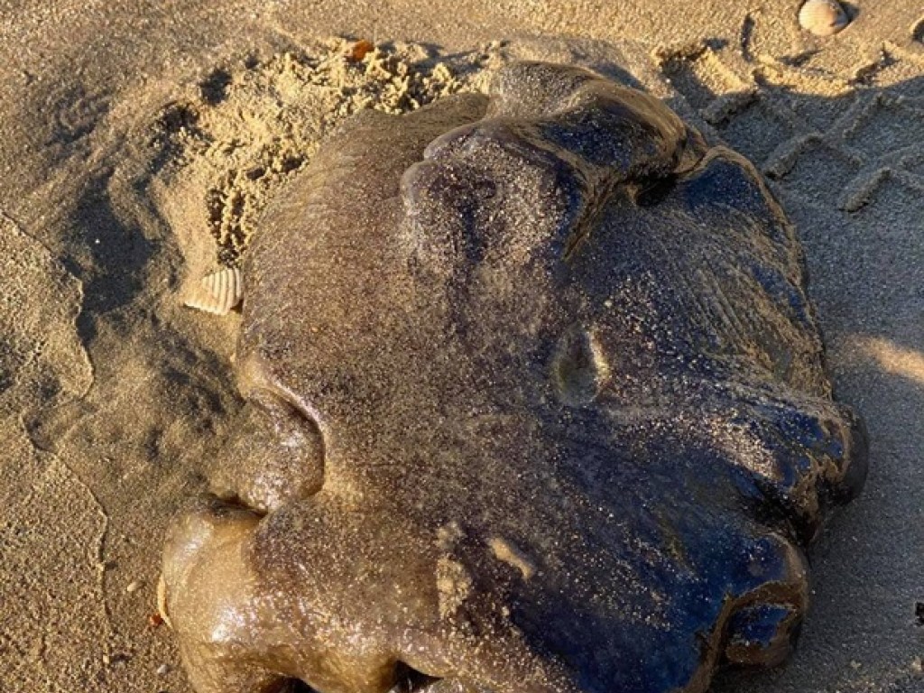 Похоже на камень: на пляже в Австралии женщина нашла странное морское существо (ФОТО)