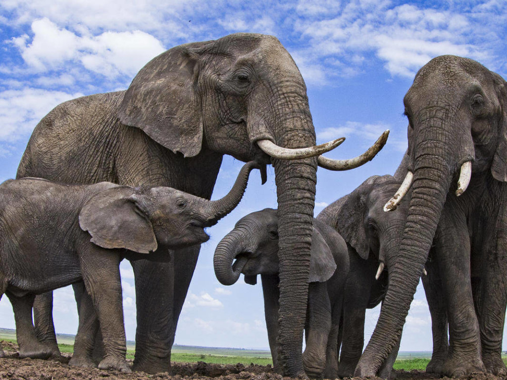 В Ботсване фиксируют массовую гибель слонов