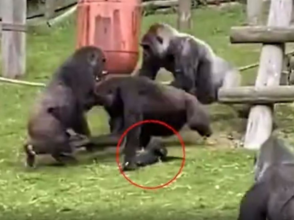 Самец гориллы спас детеныша во время драки двух самок (ФОТО, ВИДЕО)