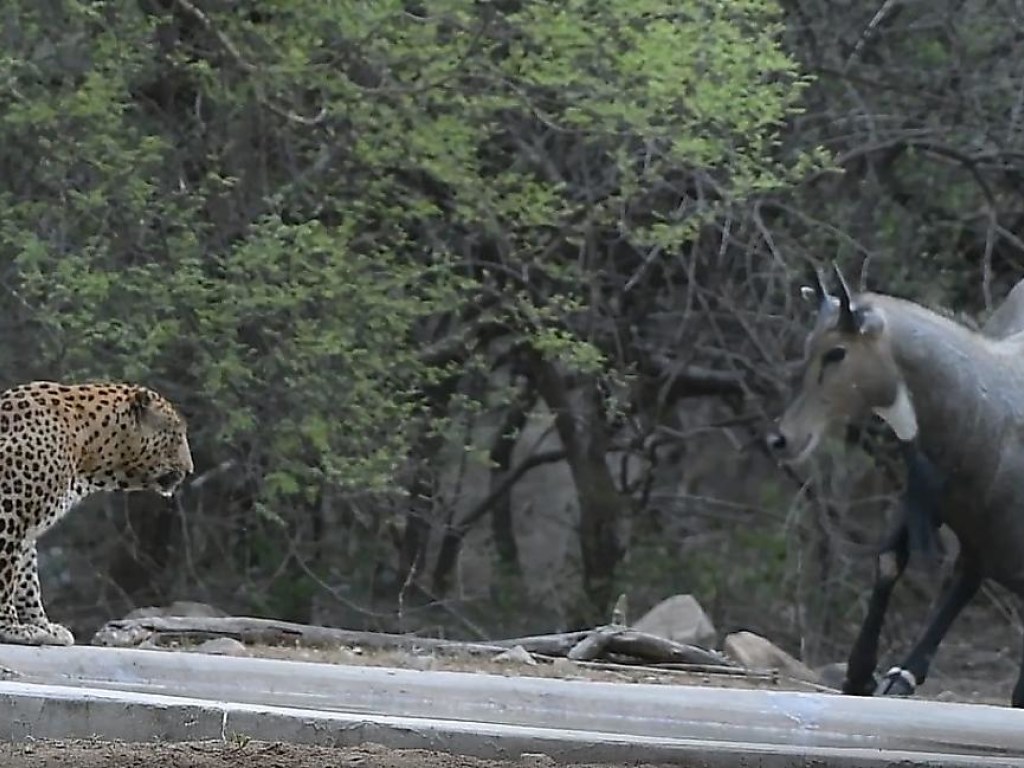 «Вот это выдержка!»: Самец антилопы проигнорировал леопарда на водопое (ФОТО, ВИДЕО)