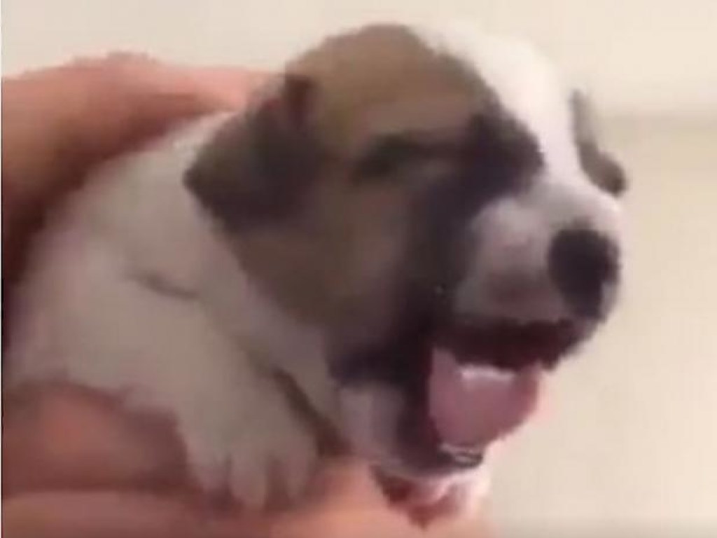 Забавное видео из Сети: милому щенку пришлась не по душе медицинская процедура (ФОТО, ВИДЕО)