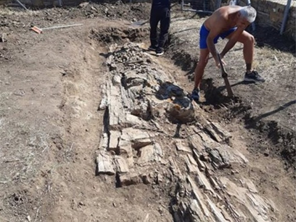 Греческие археологи раскопали доисторическое дерево возрастом 20 миллионов лет (ФОТО)