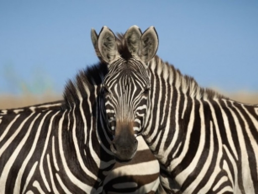 Оптическая иллюзия: снимок двух зебр озадачил Сеть (ФОТО)