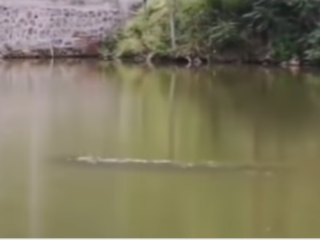В китайском озере обнаружили трехметрового «монстра» (ВИДЕО)