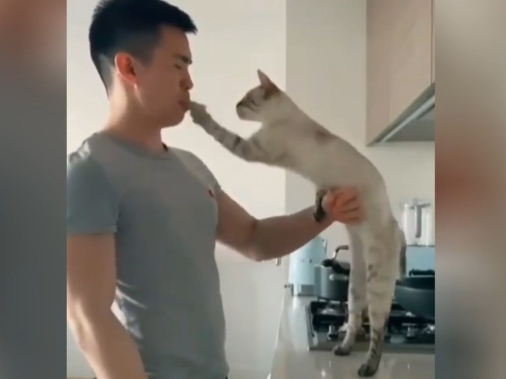 Наглый кот попытался забрать «вкусняшку» из рта хозяина (ФОТО, ВИДЕО)