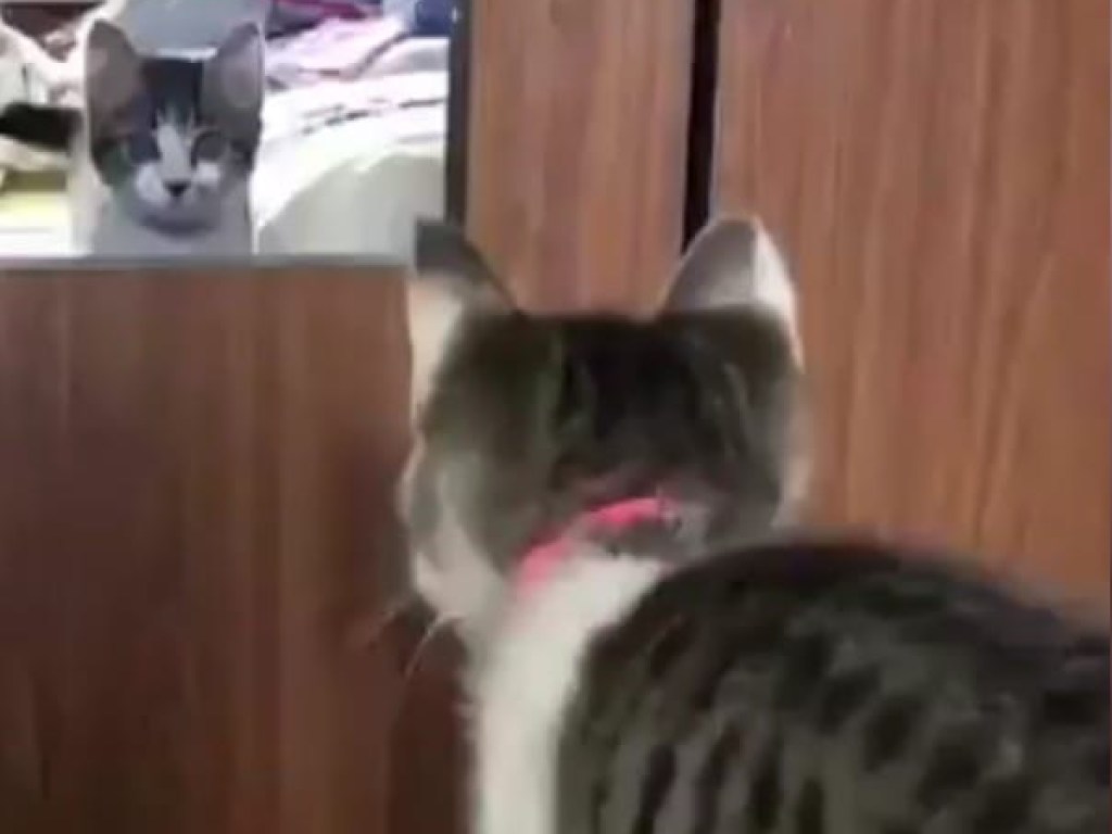 Забавный ролик из Сети: кошка попыталась попасть в «параллельную реальность», но потерпела фиаско