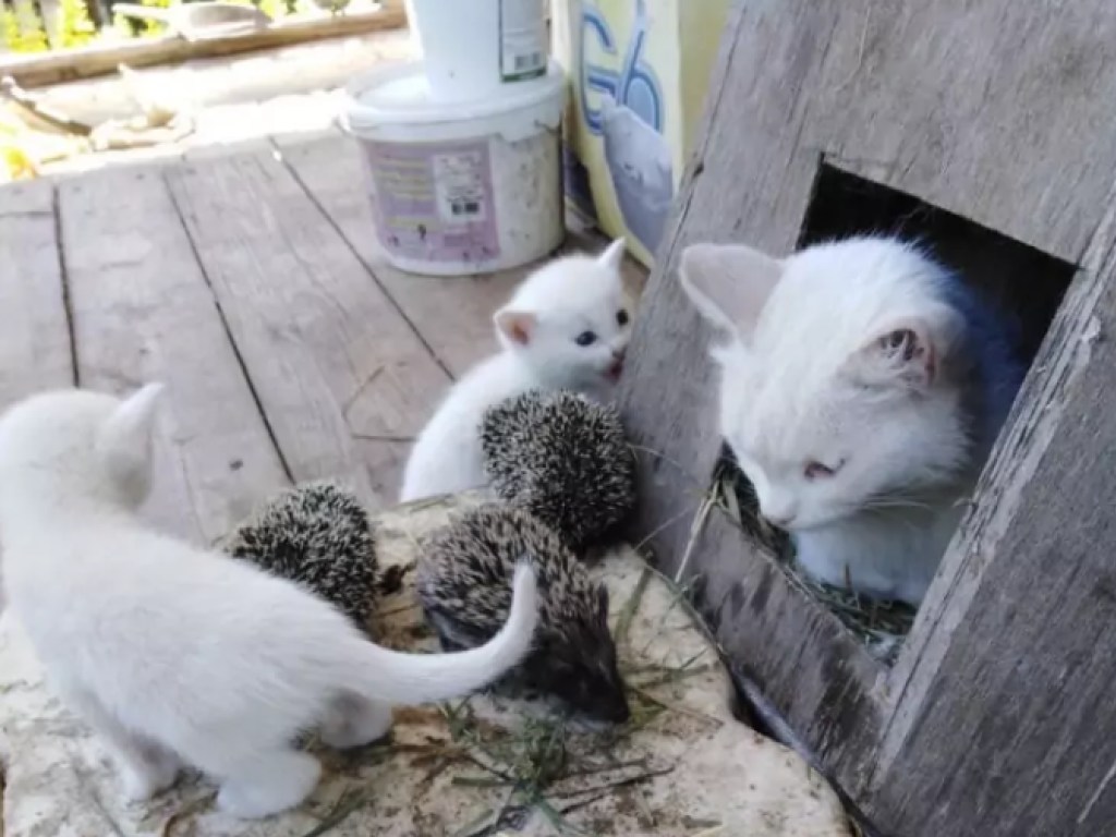 Кошка родила на даче  котят, но выкармливала их с маленькими ежатами (ФОТО)