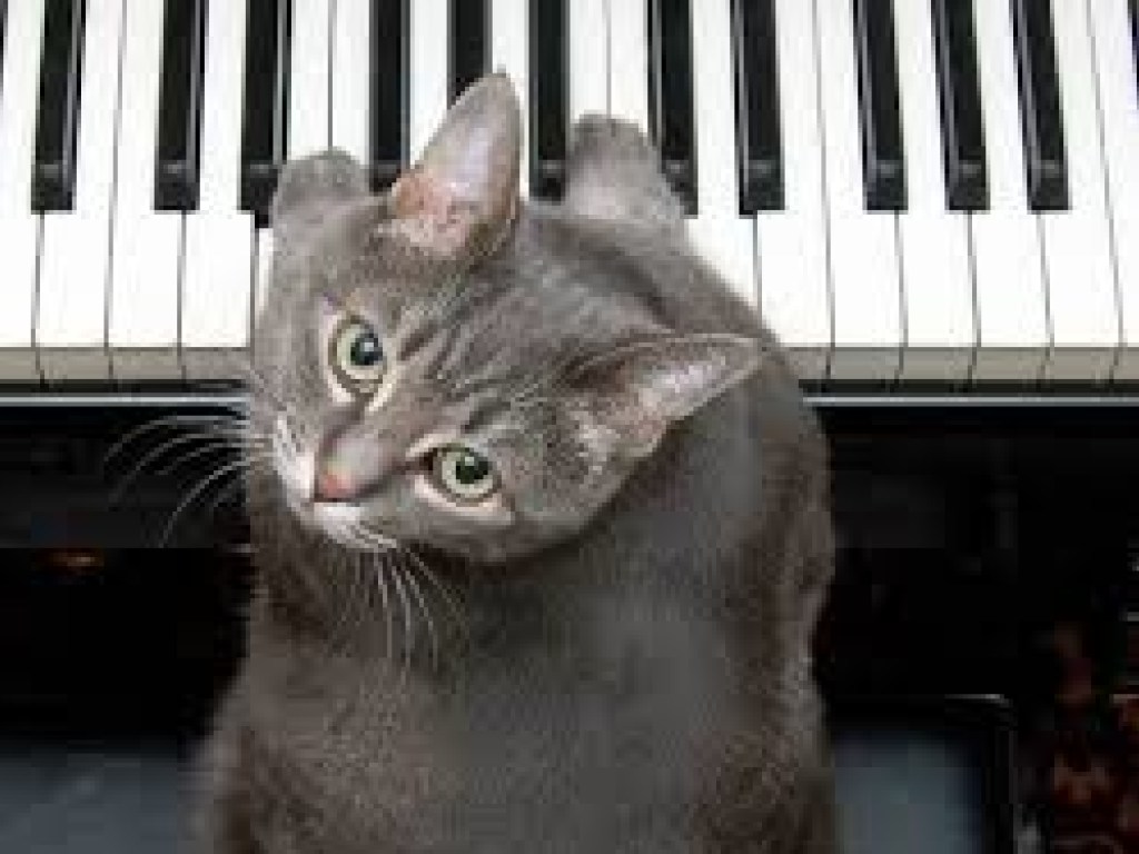 Кот случайно сыграл на пианино и рассмешил всех (ВИДЕО)