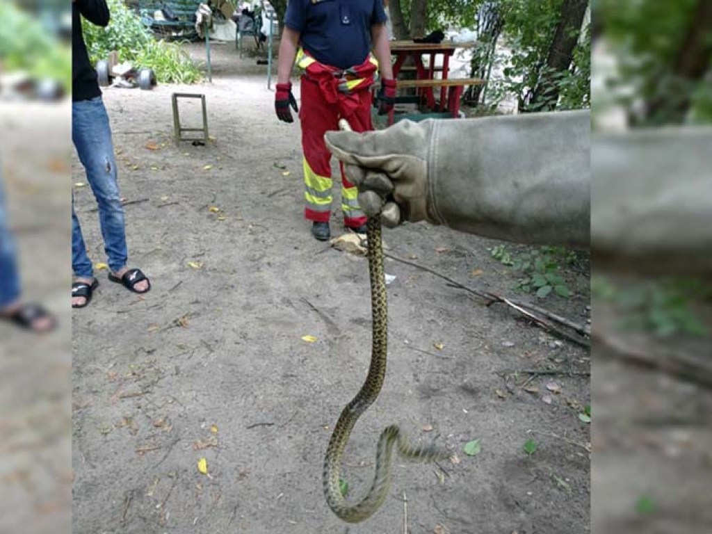 На детской площадке в Днепре обнаружили огромного змея (ФОТО)