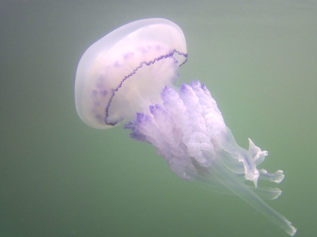 Популярный азовский курорт захватили медузы (ВИДЕО)