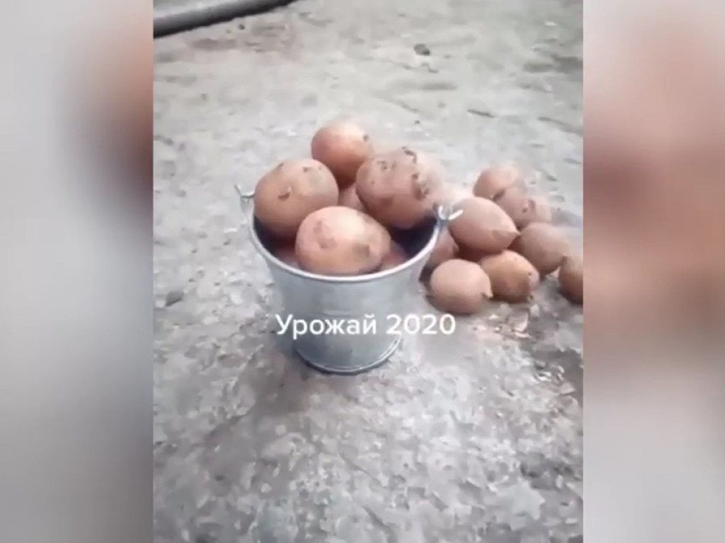 Мужчина похвастался «фантастическим» урожаем картошки (ФОТО, ВИДЕО)