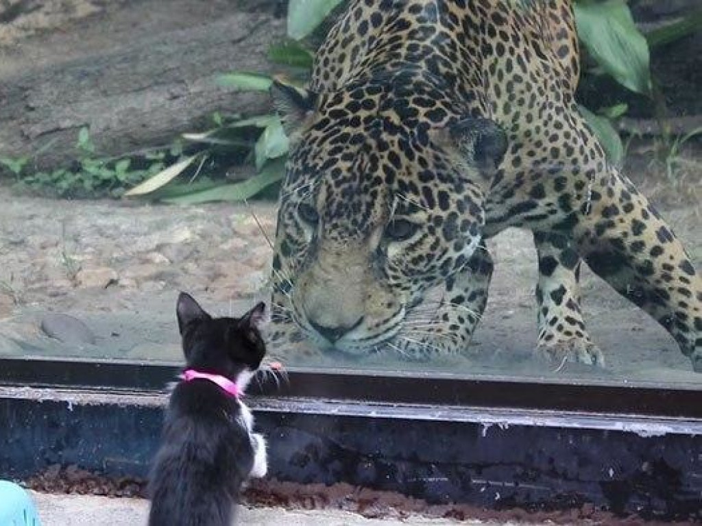 Встреча кошки с леопардом оказалась очень занимательной (ФОТО, ВИДЕО)