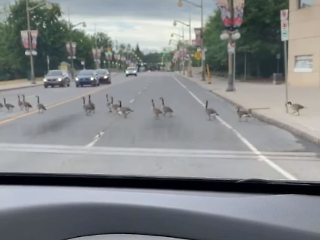 Огромная вереница гусей, переходящих дорогу довела до истерики автомобилистку в Канаде (ФОТО, ВИДЕО)