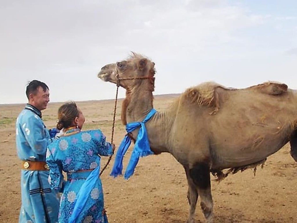Верблюд сбежал от нового владельца и прошёл 100 километров, чтобы вернуться к старым хозяевам (ФОТО, ВИДЕО)