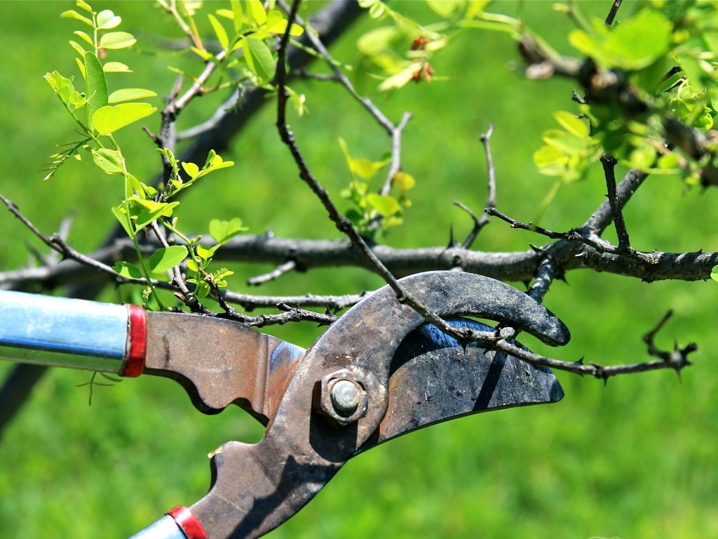 Дачные советы: Летняя обрезка плодовых деревьев намного эффективнее весенней