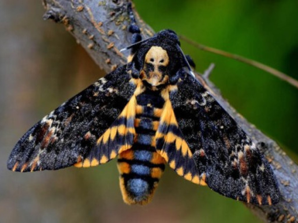 «Мертвая голова»: под Мелитополем обнаружили уникальную гусеницу бабочки (ФОТО, ВИДЕО)