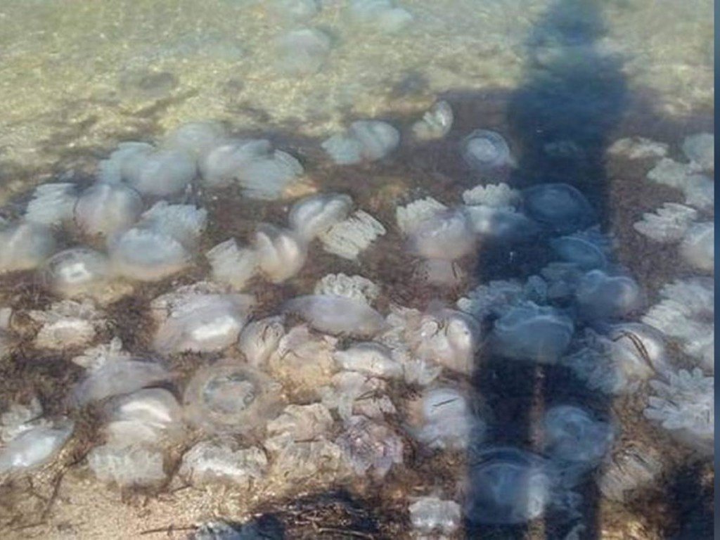 Вода напоминает желе: Кирилловку атакуют полчища медуз (ВИДЕО)