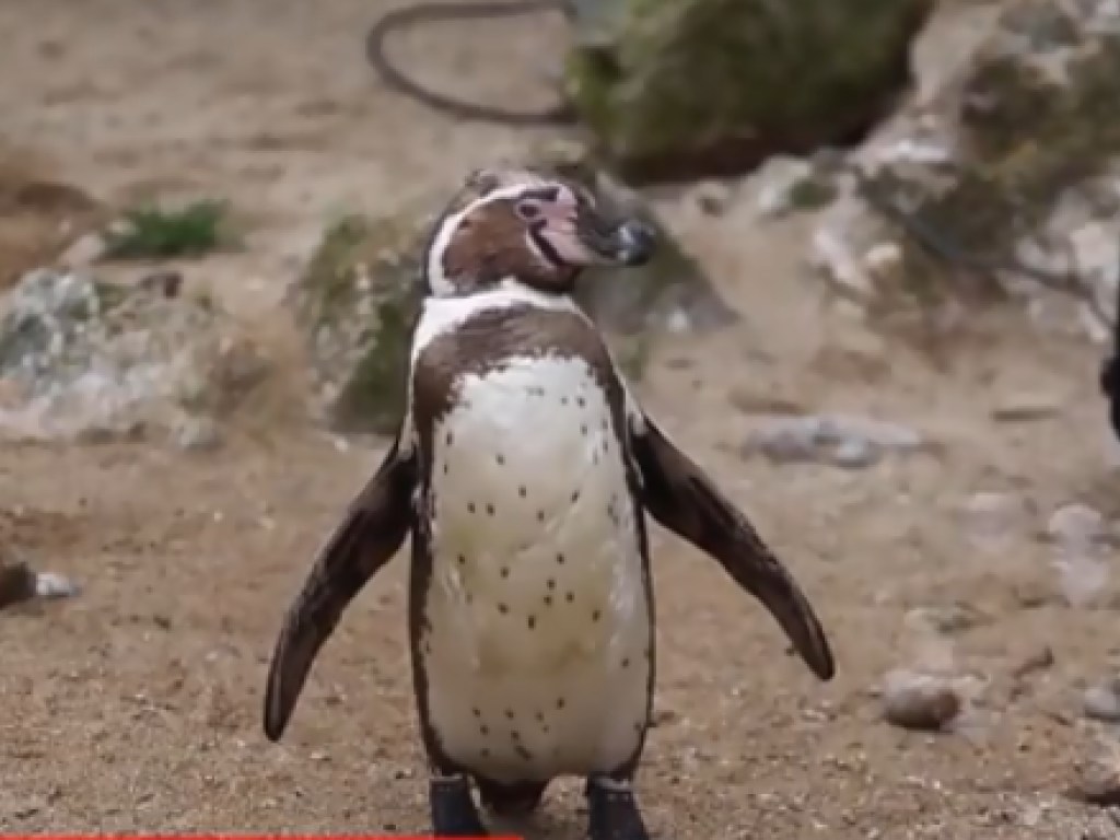 В британском зоопарке пингвинов развлекали мыльными пузырями (ВИДЕО)