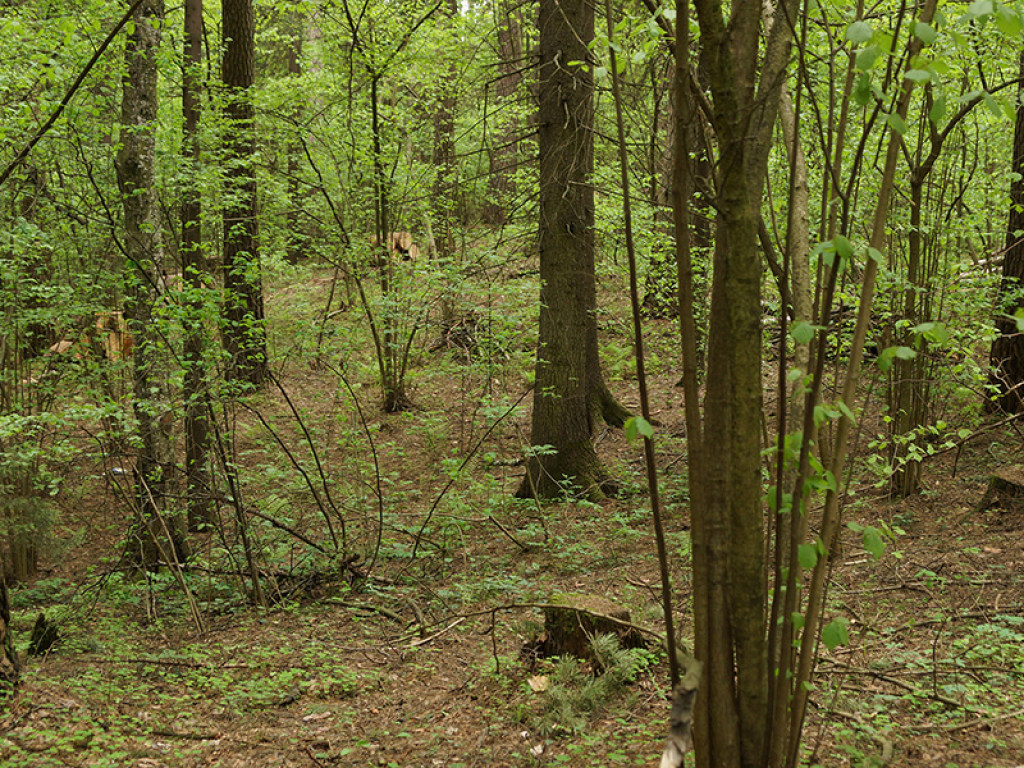 Искали 17 дней: во Львовской области в лесу нашли тело 59-летней женщины (ФОТО)