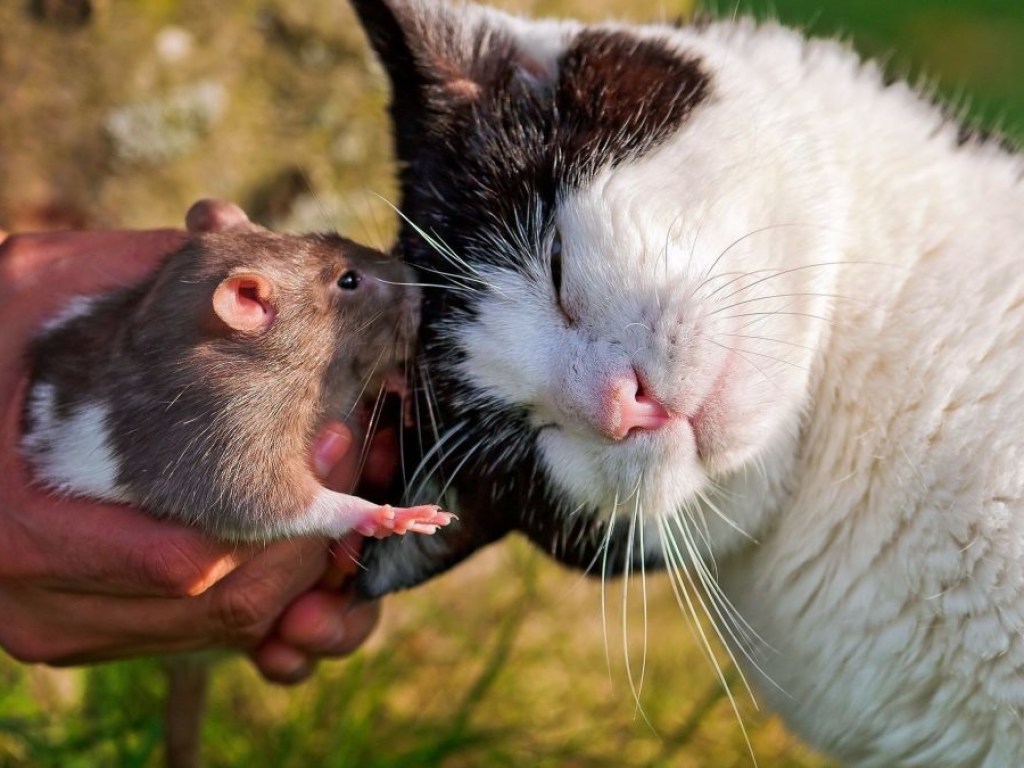 Кошка подружилась с крысой и покорила Сеть (ВИДЕО)