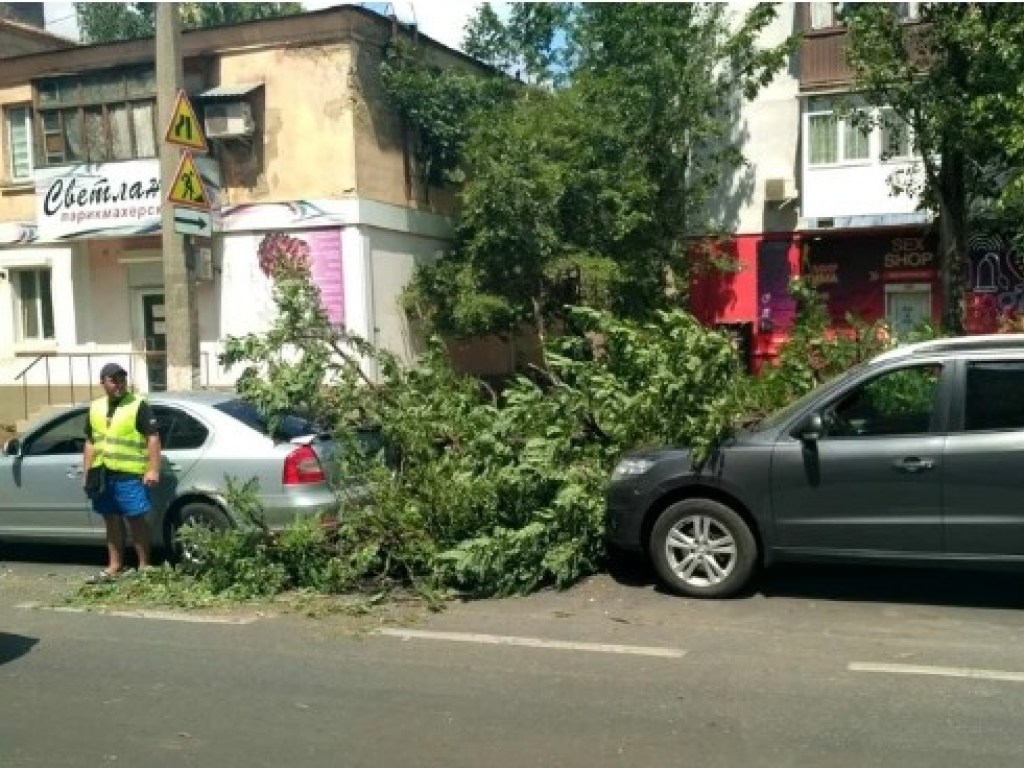 В Николаеве на припаркованный автомобиль рухнула акация (ФОТО)