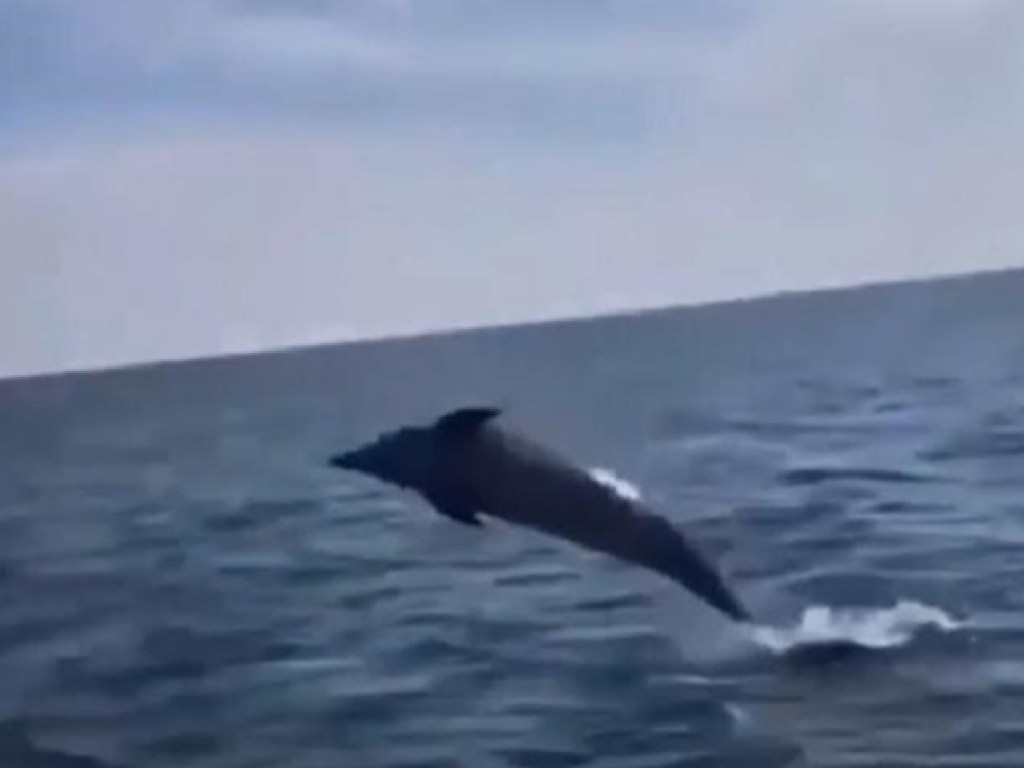 В Железном Порту дельфин утроил шоу для отдыхающих (ФОТО, ВИДЕО)