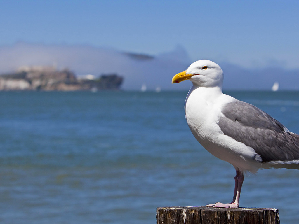 «Не угостили»: чайка стащила кошелек у незадачливой туристки (ФОТО, ВИДЕО)