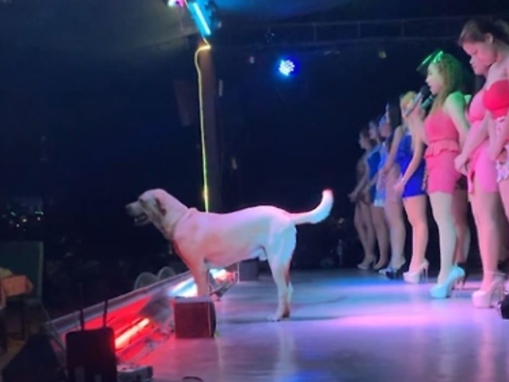 Любопытный пёс вышел на сцену и «спел» в музыкальном шоу (ВИДЕО)