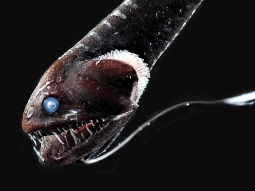В водах Атлантики нашли рыб с экстремально черной кожей