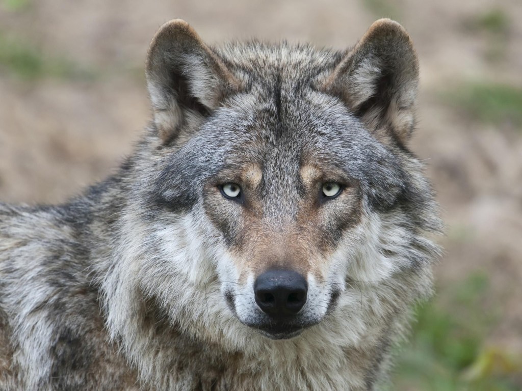 В Луганской области волки утащили 2-летнюю девочку со двора дома