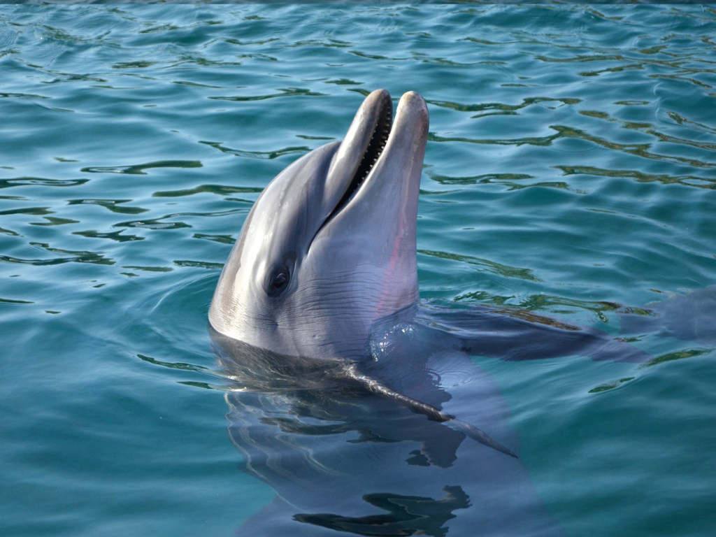 В Одессе дельфины застряли между волнорезами (ВИДЕО)
