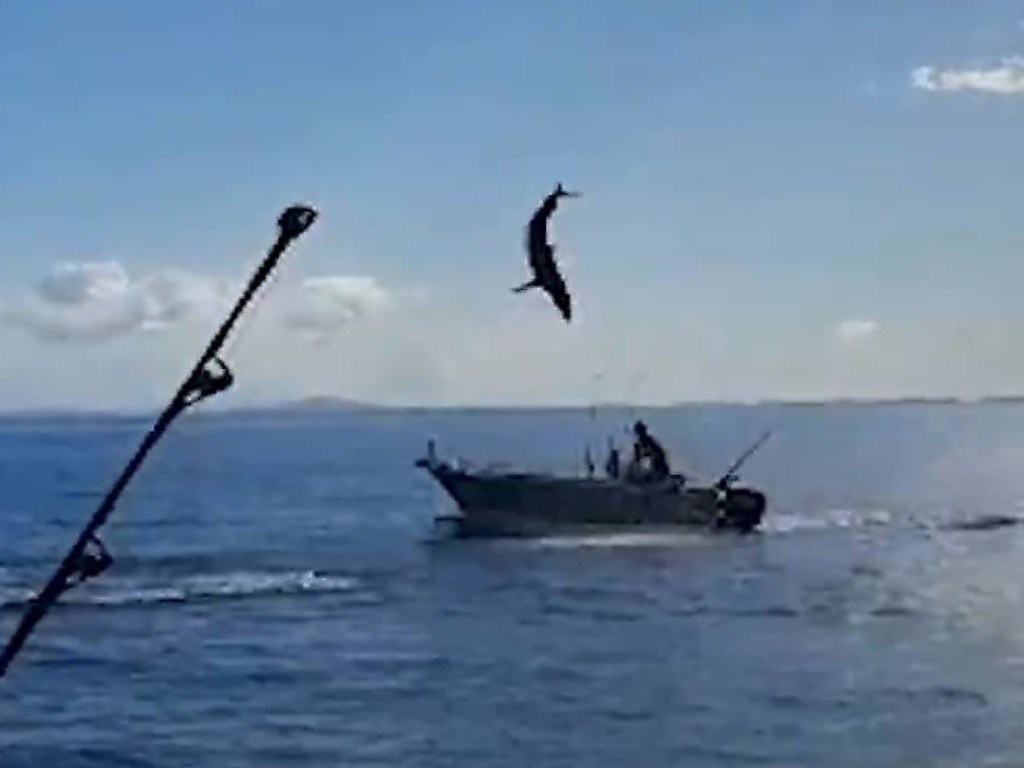 Резвая акула едва не приземлилась в рыбацкой лодке (ФОТО, ВИДЕО)