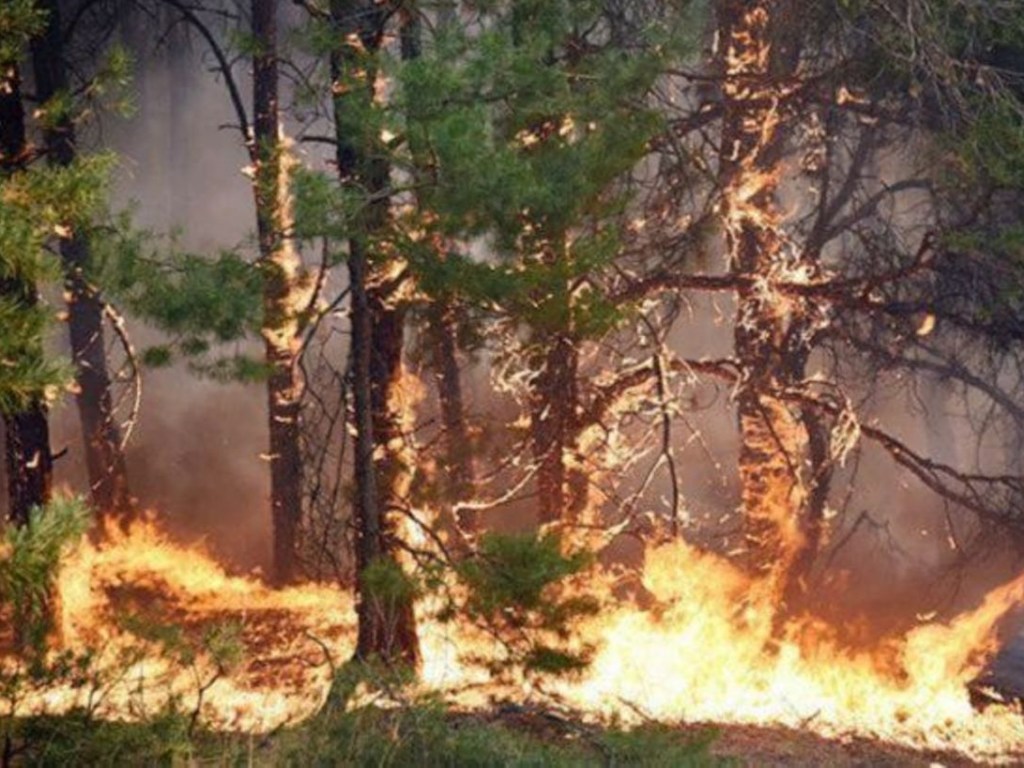 В ГСЧС объявили чрезвычайный уровень пожарной опасности в Украине