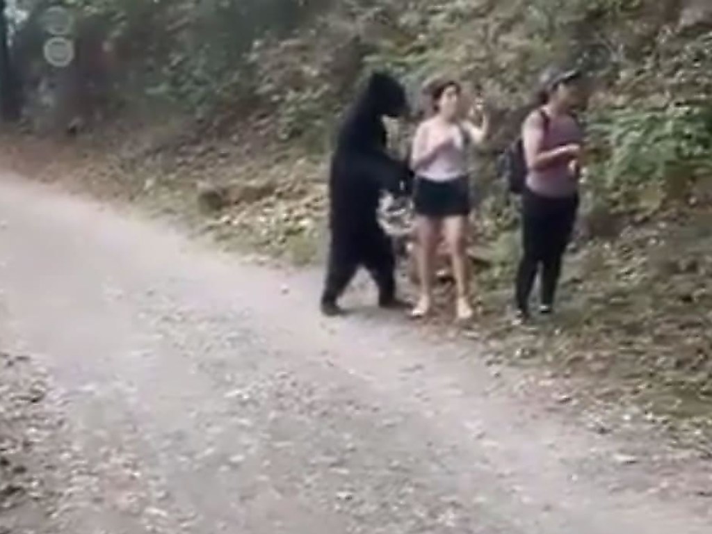 Любопытный медведь решил принять участие в фотосессии туристок (ФОТО, ВИДЕО)