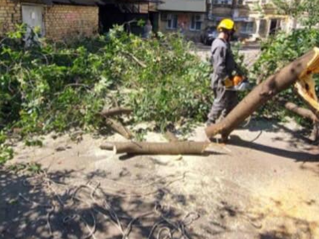 В центре Киева рухнувшее дерево заблокировало авто (ФОТО)