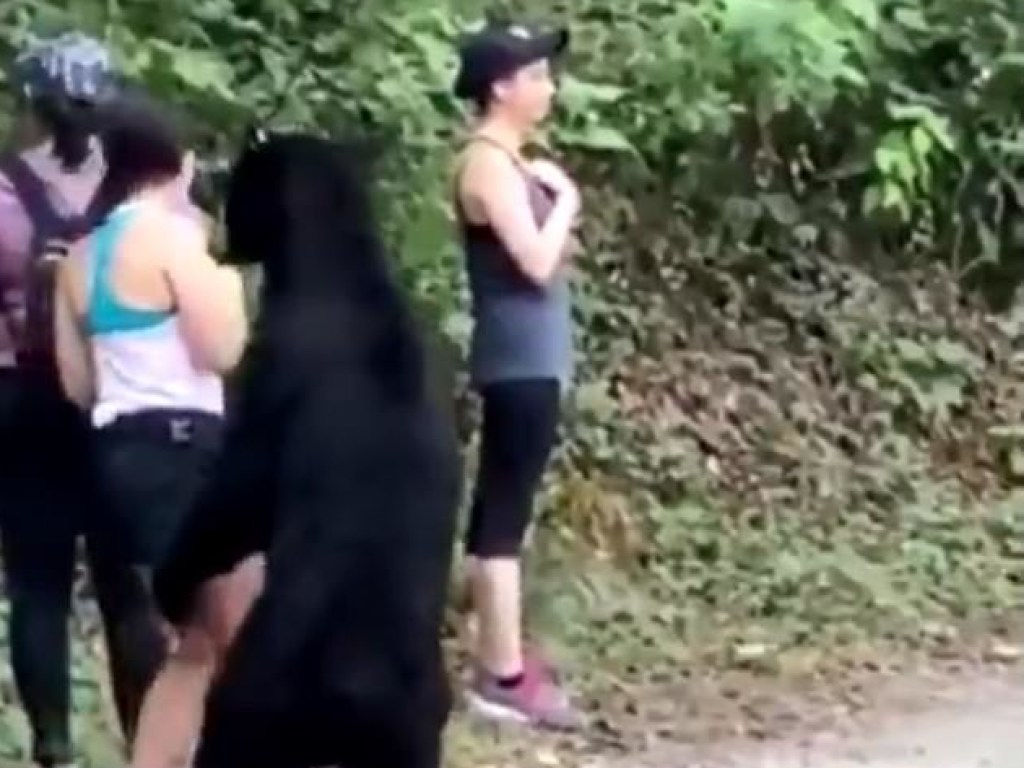 Общительный медведь в Мексике обнюхал туристку и позволил ей сделать селфи (ФОТО, ВИДЕО)