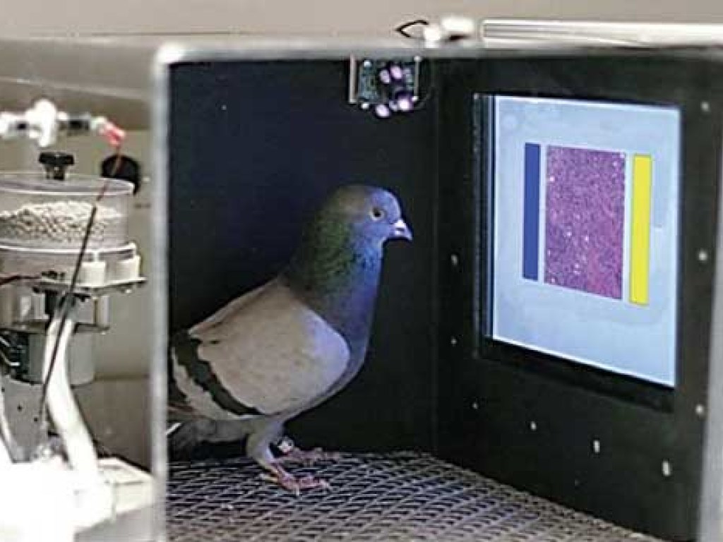 В США голубей научили распознавать злокачественные опухали у женщин (ФОТО)