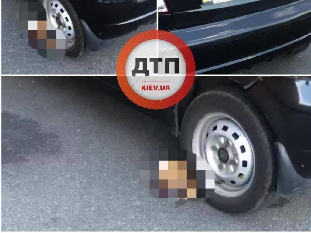 На Саперной слободке в Киеве автолюбитель насмерть задавил кота и пошел по своим делам (ФОТО)