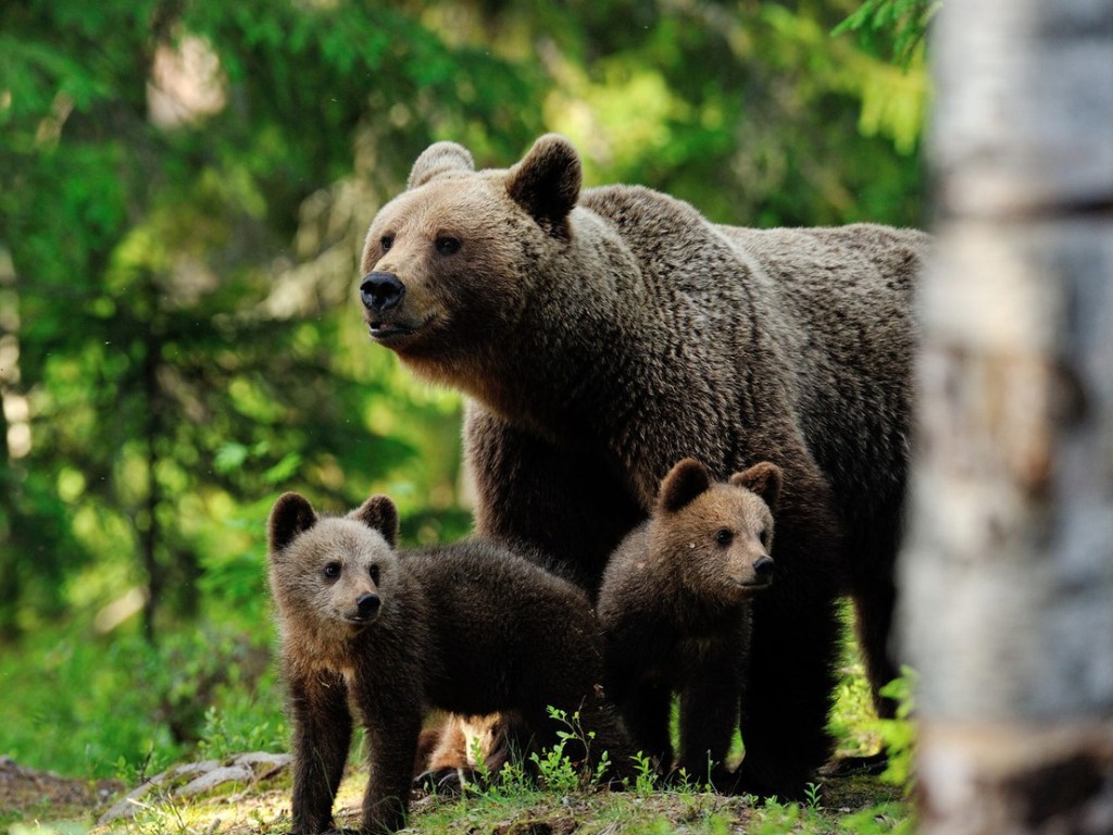 Малыши-медвежата вдоволь нарезвились в гамаке, под чутким присмотром мамы (ВИДЕО)