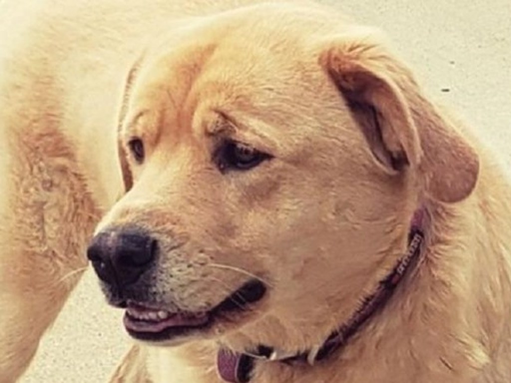 Потерянная собака преодолела 80 километров ради встречи с хозяином (ФОТО)
