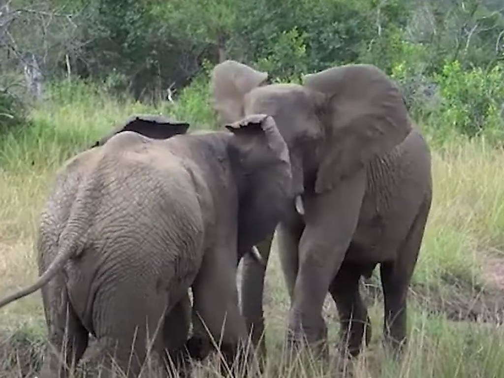 Потасовка слонов попала на видео и впечатлила Сеть (ФОТО, ВИДЕО)