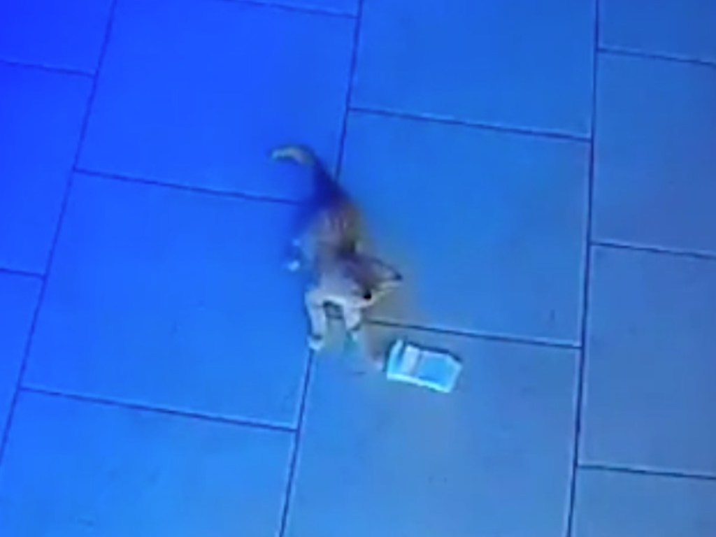 Маленький котенок стащил пачку денег из бара и стал звездой Сети (ФОТО, ВИДЕО)