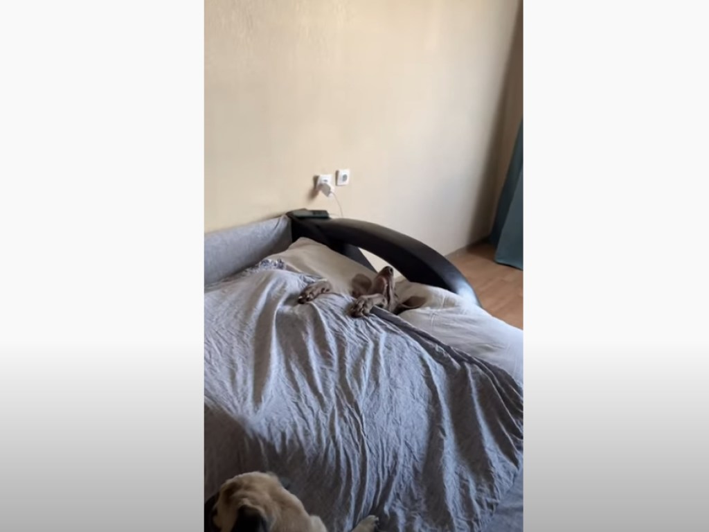 На спине под одеялком: Пес, который спит как человек, рассмешил Сеть (ВИДЕО)