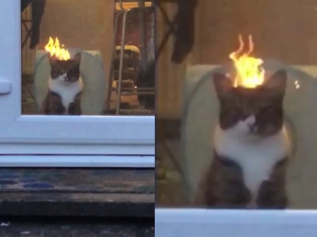 Котик из преисподней: Видео с «горящим» котом взорвало Сеть